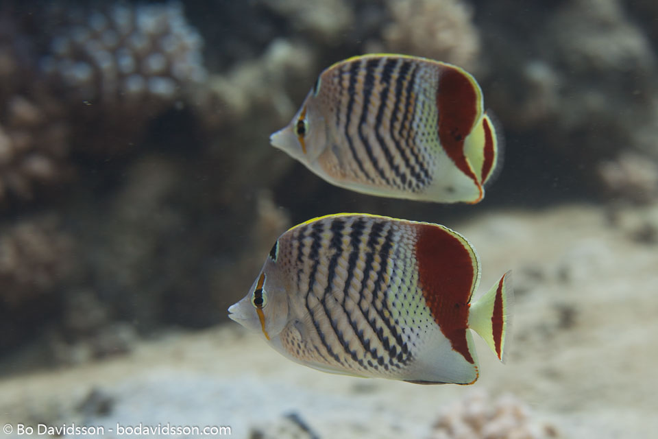 BD-150225-Tiran-6829-Chaetodon-paucifasciatus.-Ahl.-1923-[Eritrean-butterflyfish].jpg